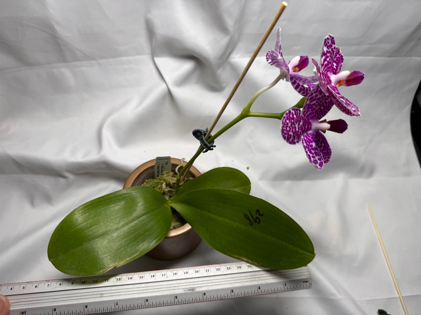 Phalaenopsis Mituo Silver Lining x Mituo Purple Dragon 260407 Flowering Seed Grown