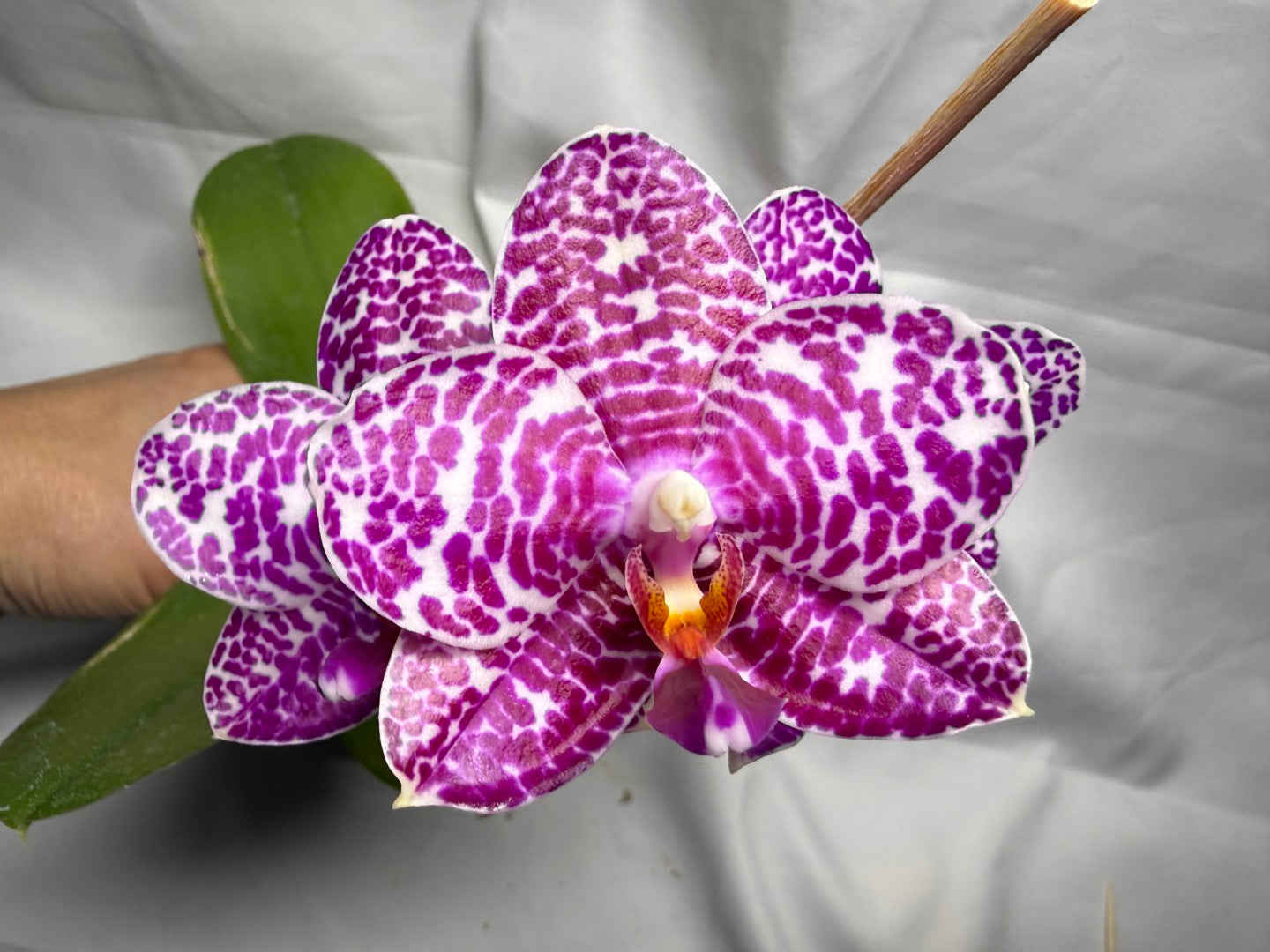 Phalaenopsis Mituo Silver Lining x Mituo Purple Dragon 260407 Flowering Seed Grown