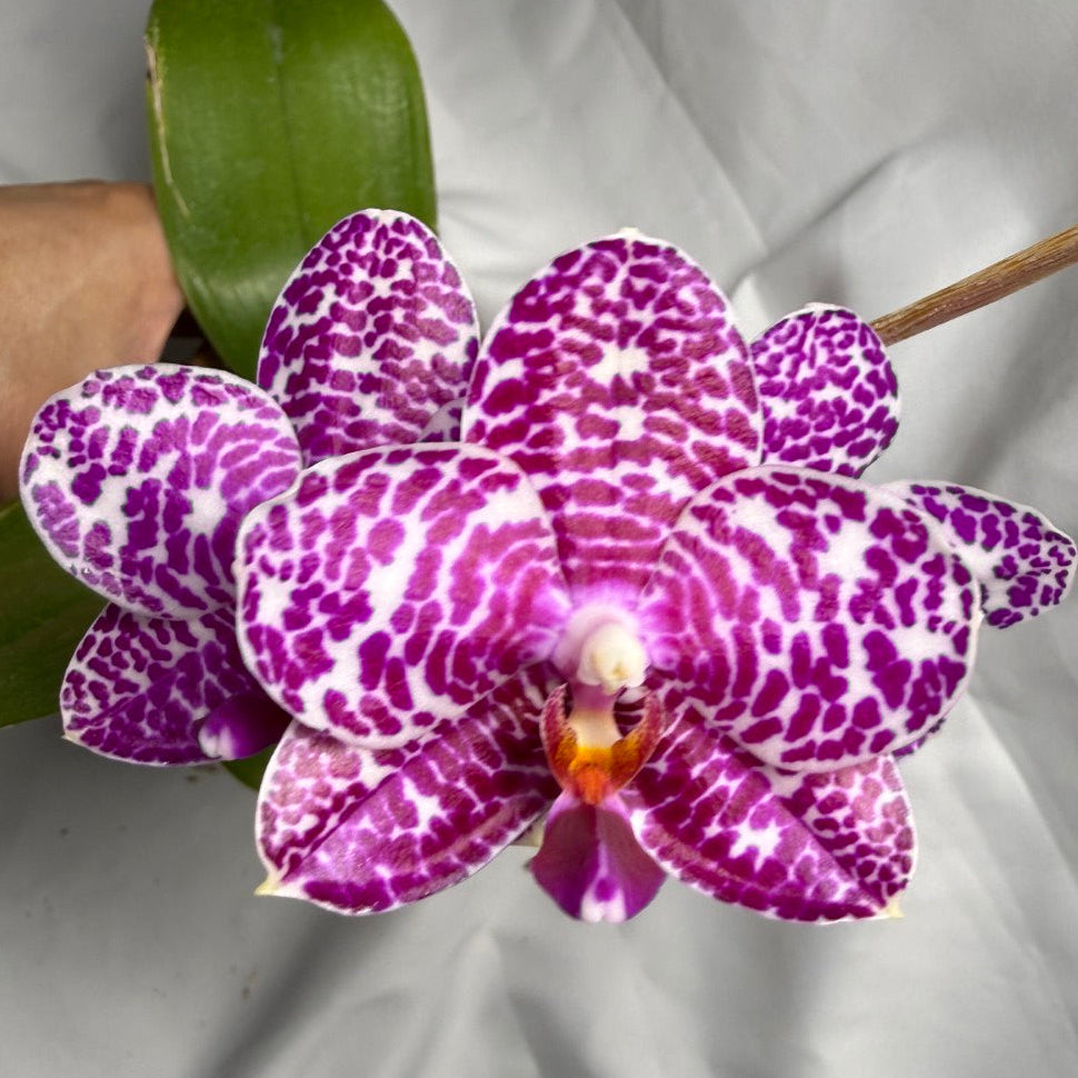 Phalaenopsis Mituo Silver Lining x Mituo Purple Dragon 260407 Flowering Seed Grown