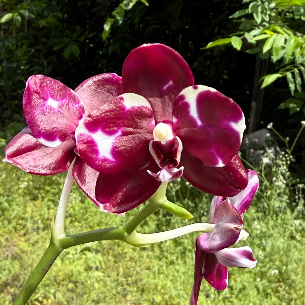 Phalaenopsis Mituo Silver Lining x Mituo Purple Dragon 260423 Flowering Seed Grown