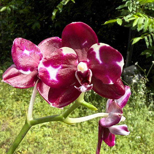 Phalaenopsis Mituo Silver Lining x Mituo Purple Dragon 260423 Flowering Seed Grown