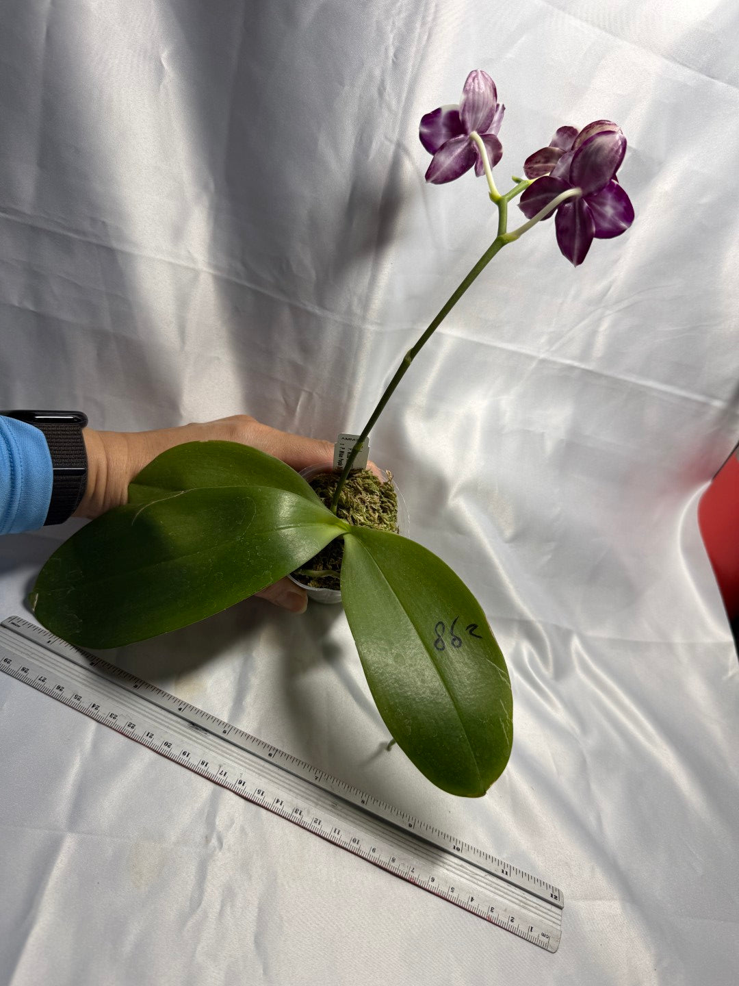Phalaenopsis Mituo Silver Lining x Mituo Purple Dragon 260423 Flowering Seed Grown