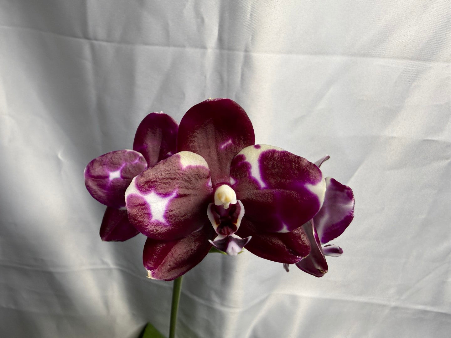 Phalaenopsis Mituo Silver Lining x Mituo Purple Dragon 260423 Flowering Seed Grown
