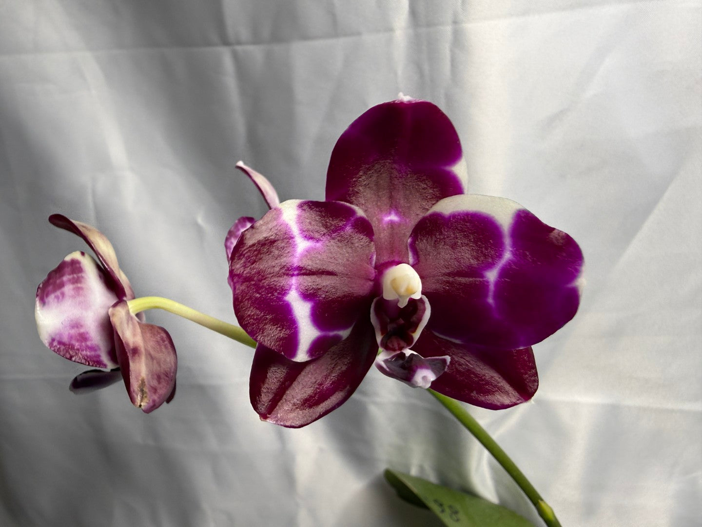 Phalaenopsis Mituo Silver Lining x Mituo Purple Dragon 260423 Flowering Seed Grown