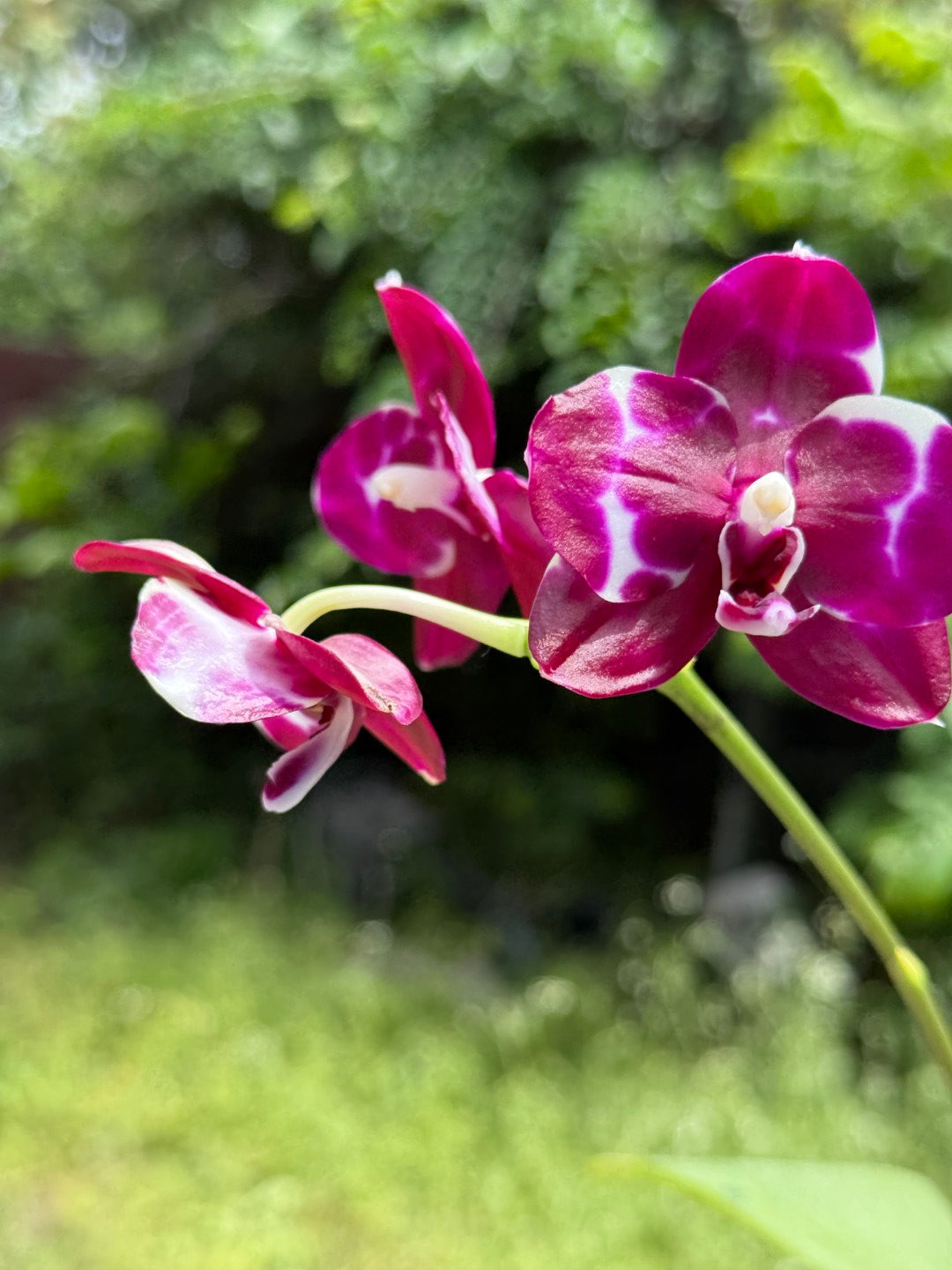 Phalaenopsis Mituo Silver Lining x Mituo Purple Dragon 260423 Flowering Seed Grown
