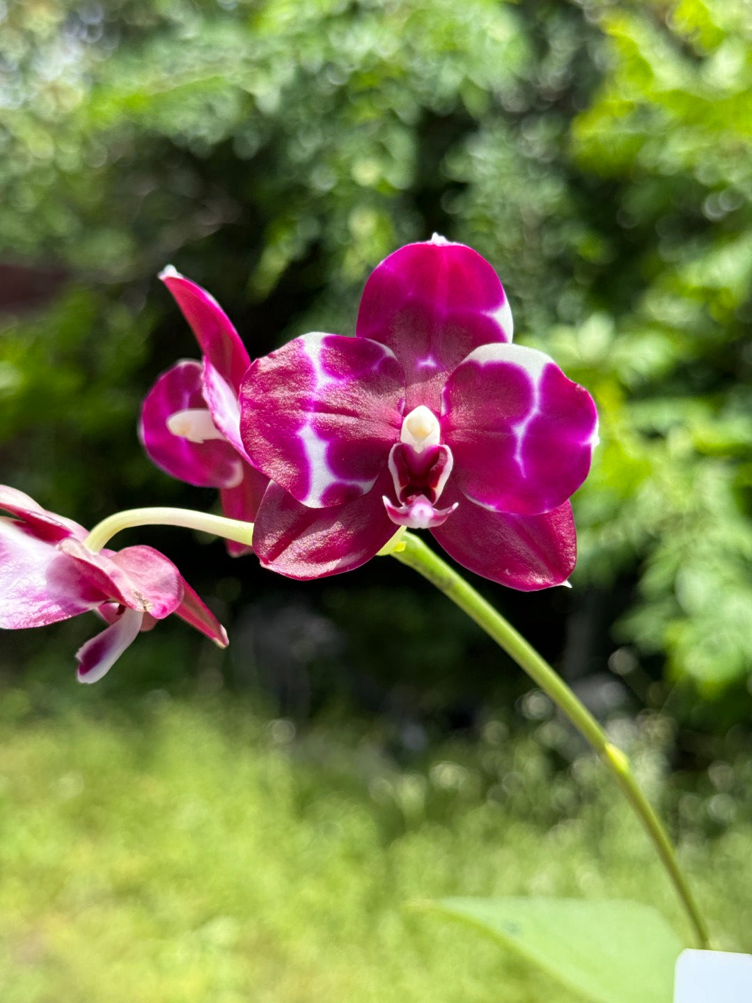 Phalaenopsis Mituo Silver Lining x Mituo Purple Dragon 260423 Flowering Seed Grown