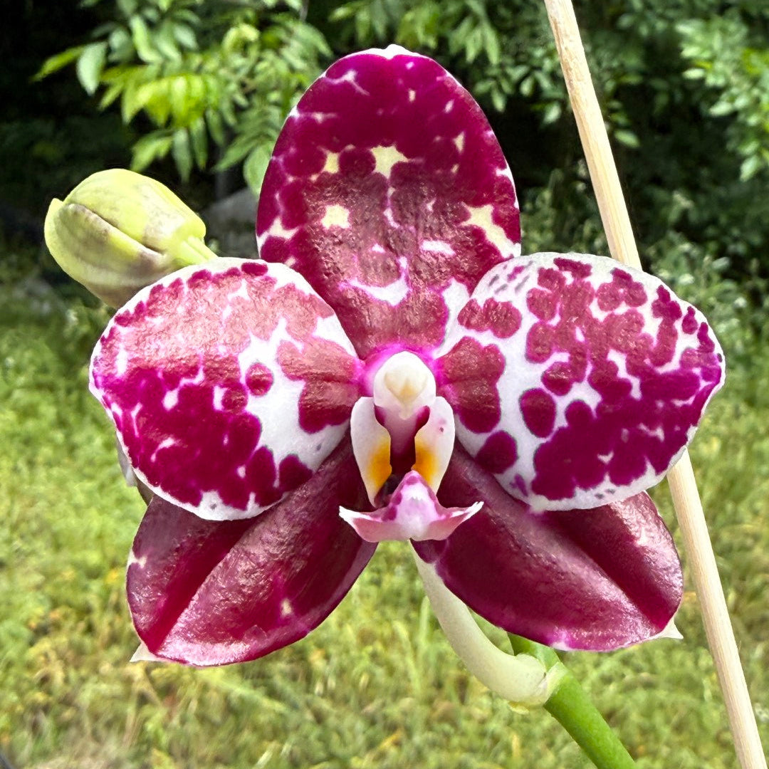 Phalaenopsis Mituo Silver Lining x Mituo Purple Dragon 260424 Flowering Seed Grown
