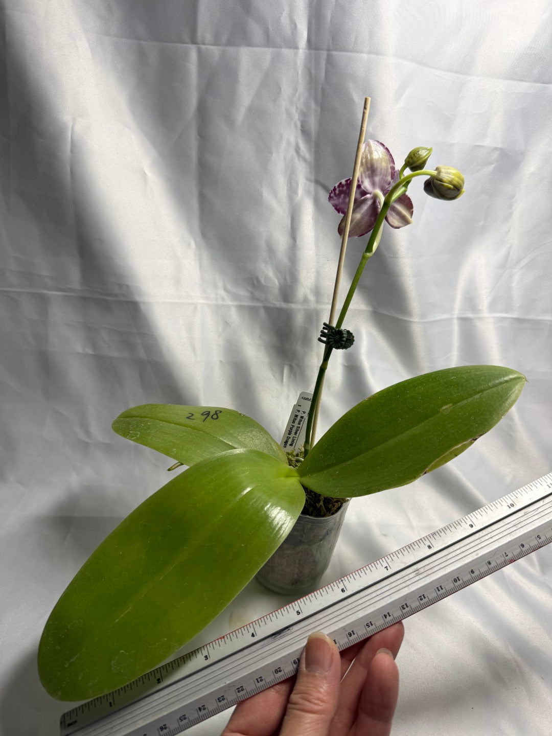 Phalaenopsis Mituo Silver Lining x Mituo Purple Dragon 260424 Flowering Seed Grown