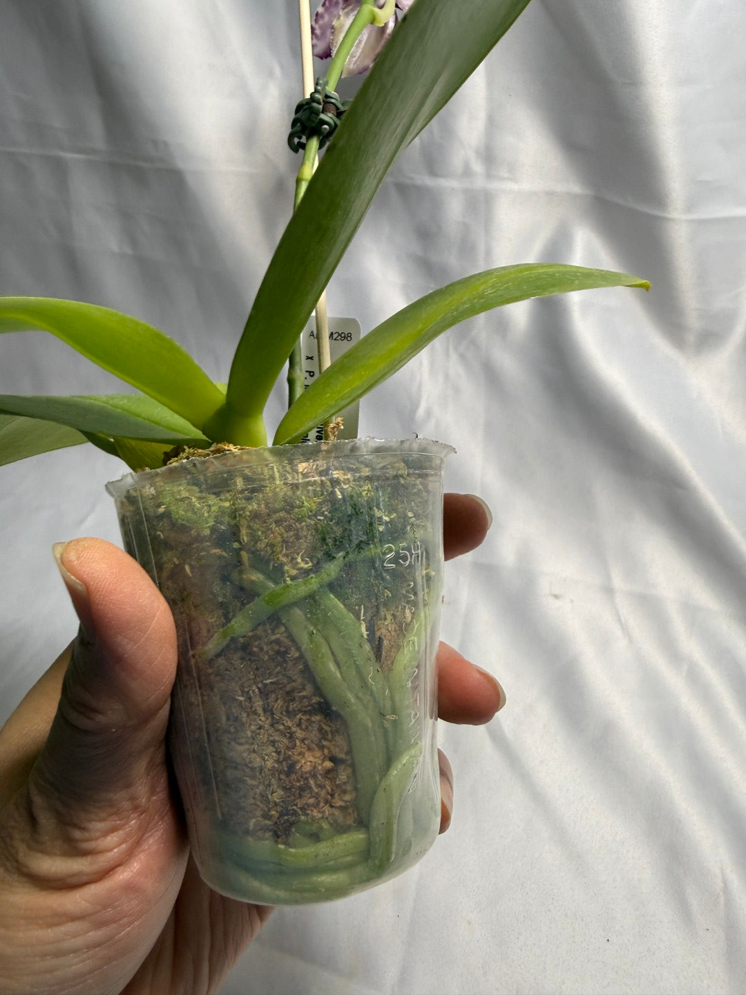 Phalaenopsis Mituo Silver Lining x Mituo Purple Dragon 260424 Flowering Seed Grown