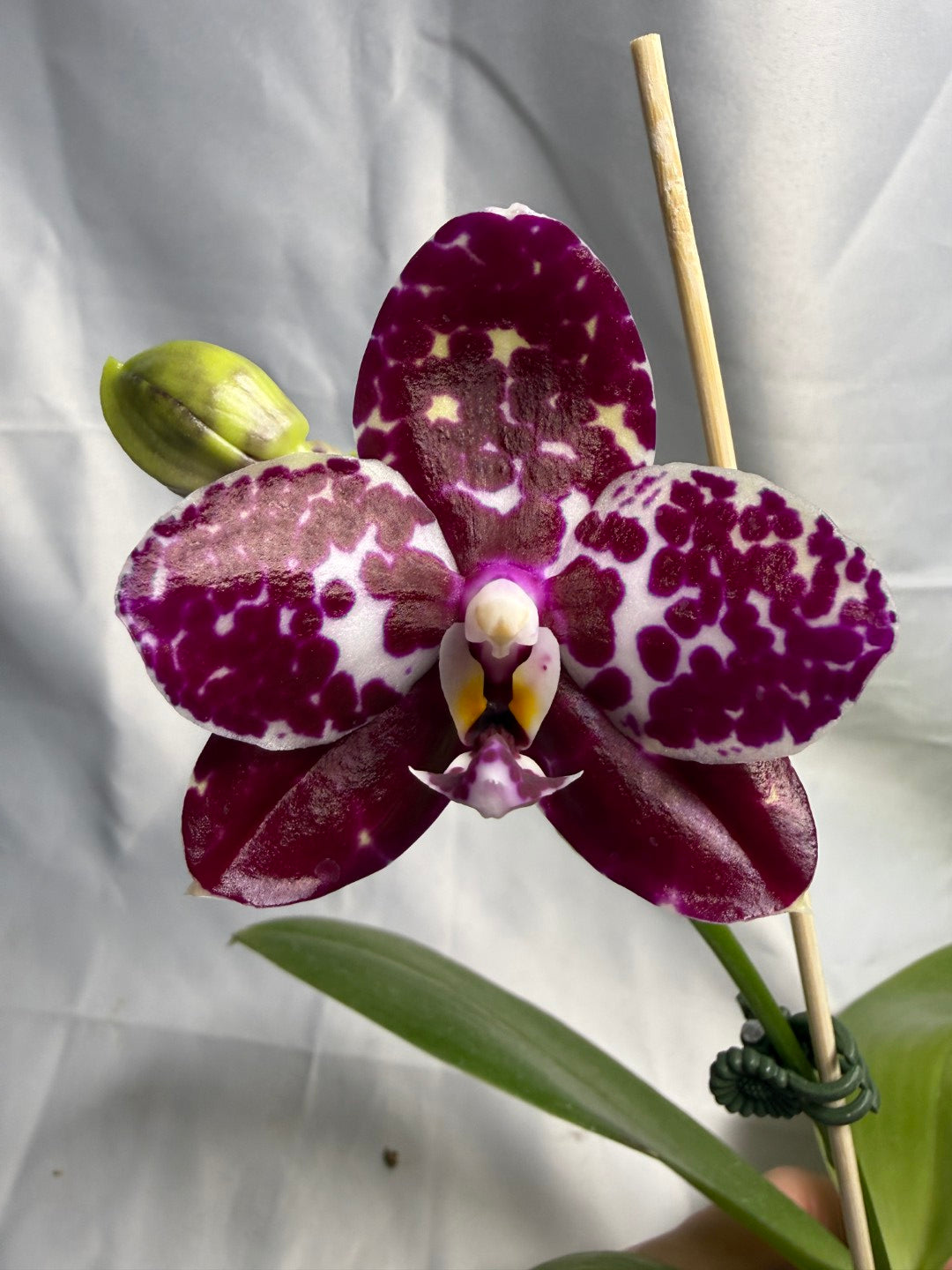 Phalaenopsis Mituo Silver Lining x Mituo Purple Dragon 260424 Flowering Seed Grown