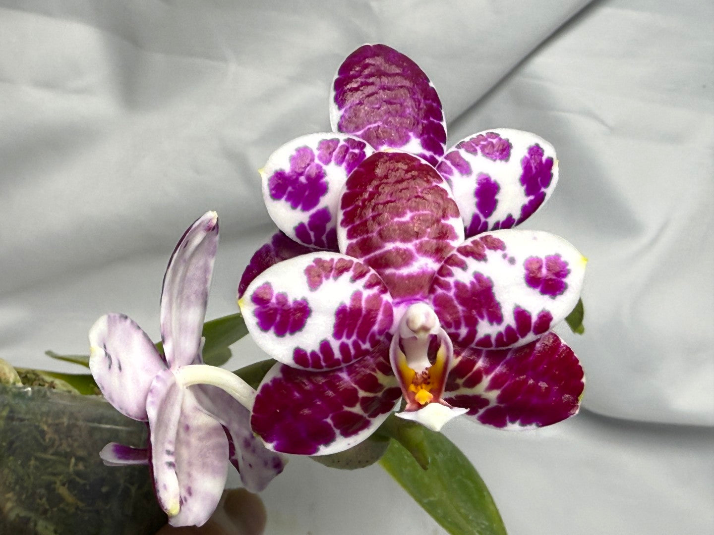 AMM298 Phalaenopsis Mituo Silver Lining x Mituo Purple Dragon 260611 Flowering Seed Grown