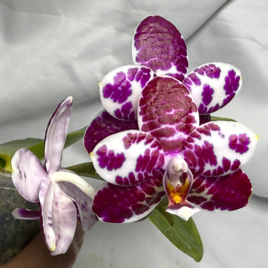 AMM298 Phalaenopsis Mituo Silver Lining x Mituo Purple Dragon 260611 Flowering Seed Grown