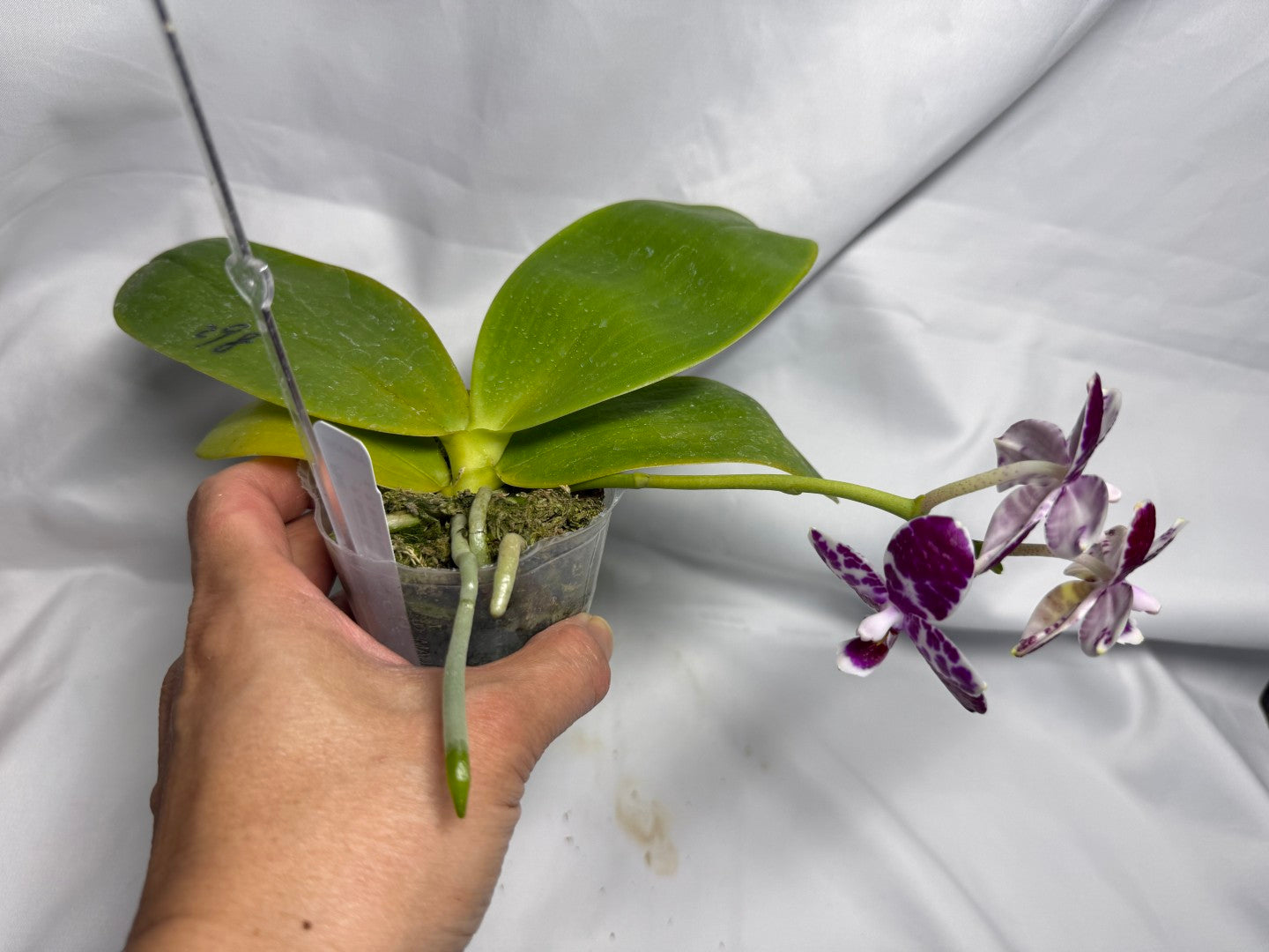 AMM298 Phalaenopsis Mituo Silver Lining x Mituo Purple Dragon 260611 Flowering Seed Grown