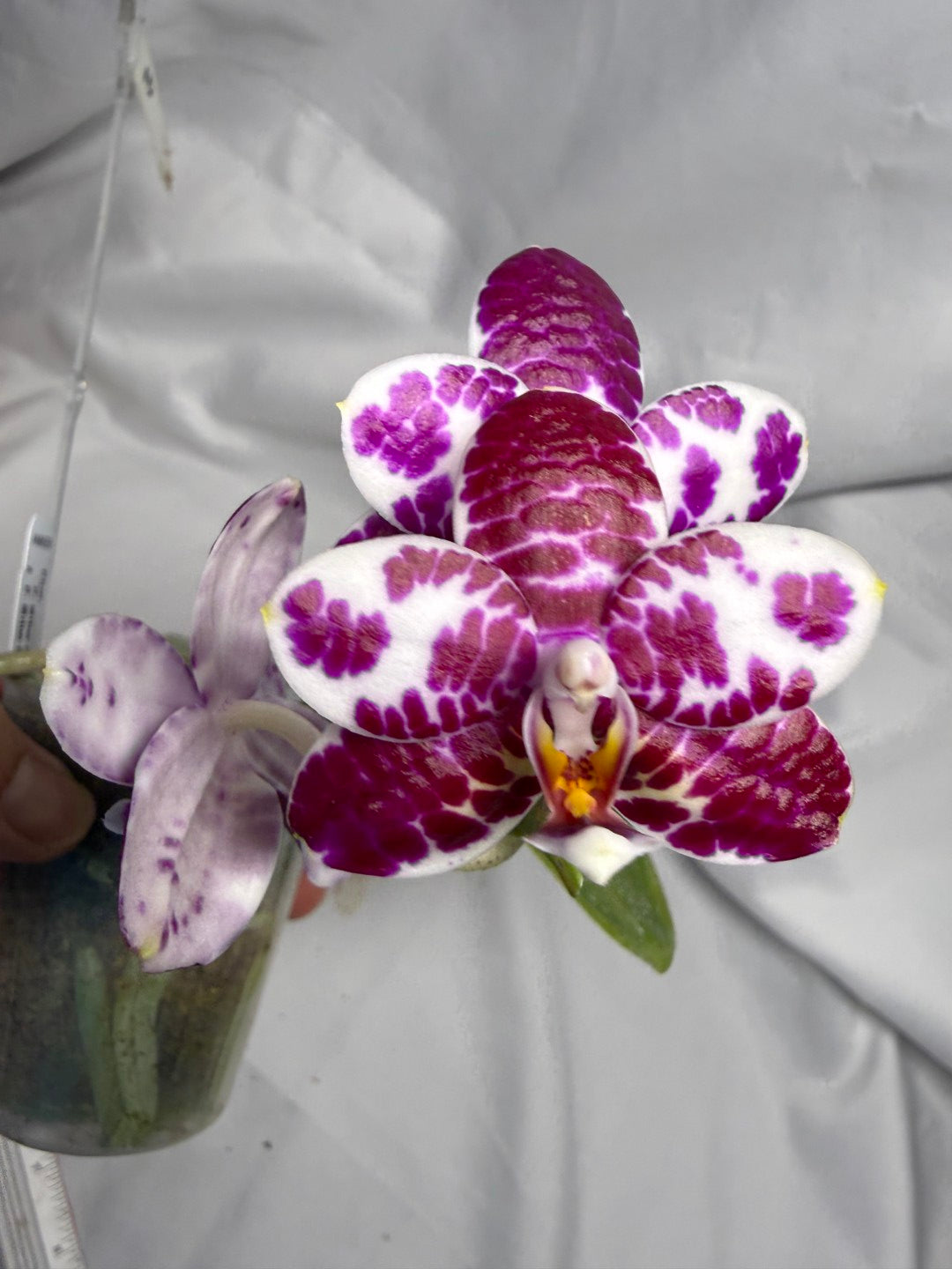 AMM298 Phalaenopsis Mituo Silver Lining x Mituo Purple Dragon 260611 Flowering Seed Grown