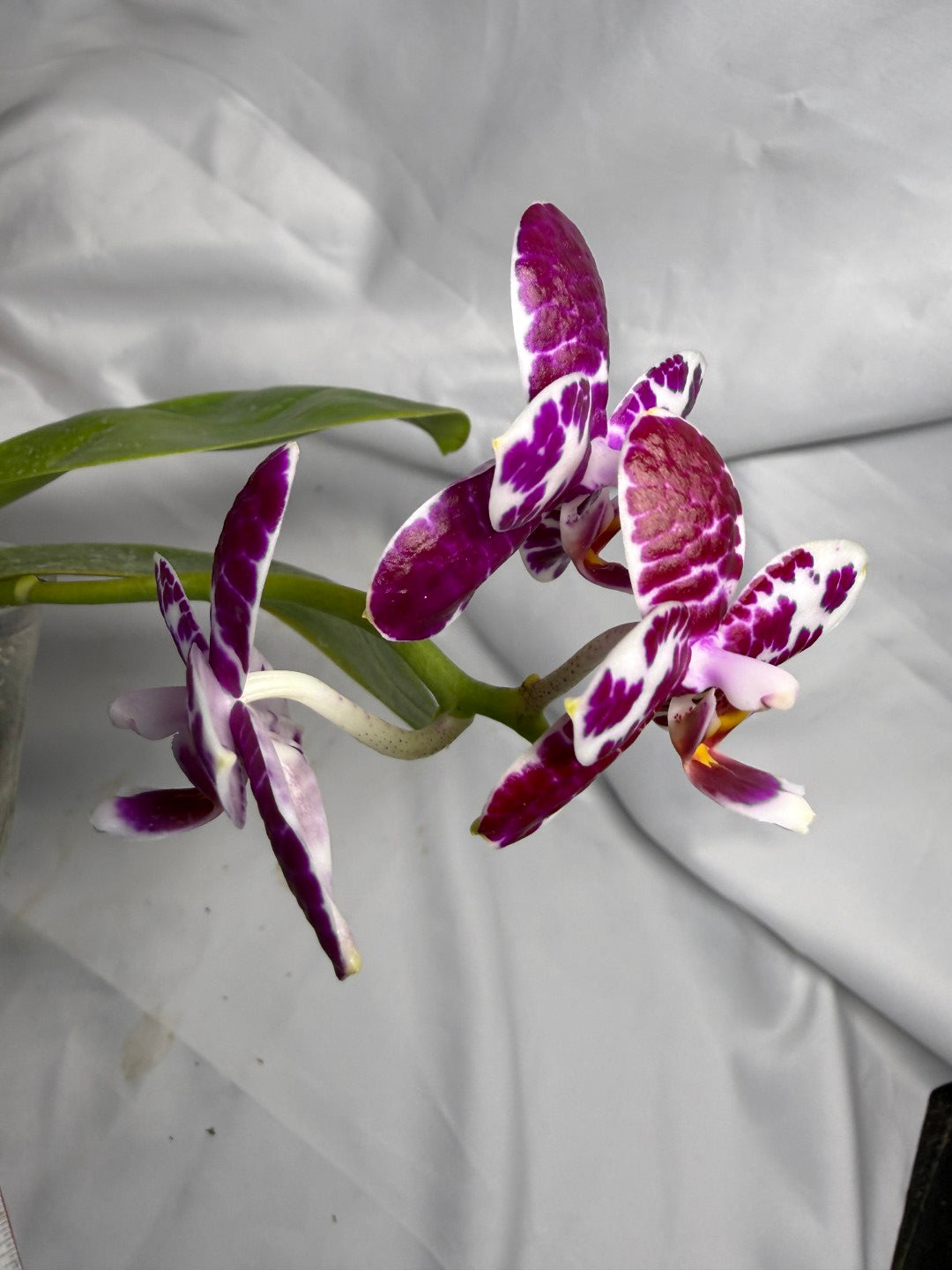 AMM298 Phalaenopsis Mituo Silver Lining x Mituo Purple Dragon 260611 Flowering Seed Grown