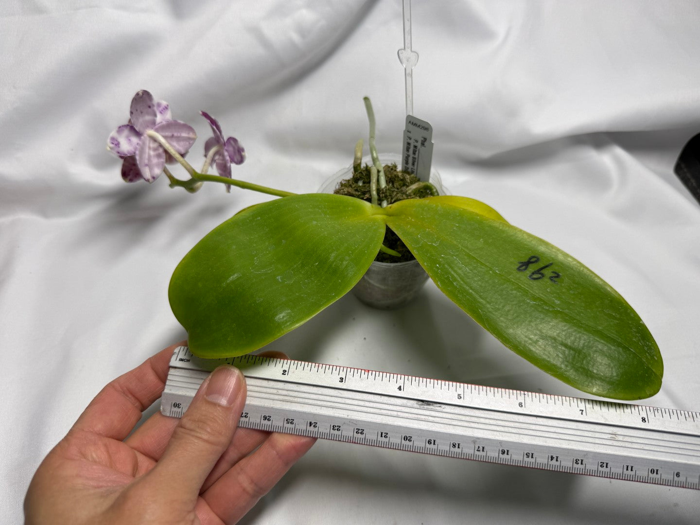 AMM298 Phalaenopsis Mituo Silver Lining x Mituo Purple Dragon 260611 Flowering Seed Grown