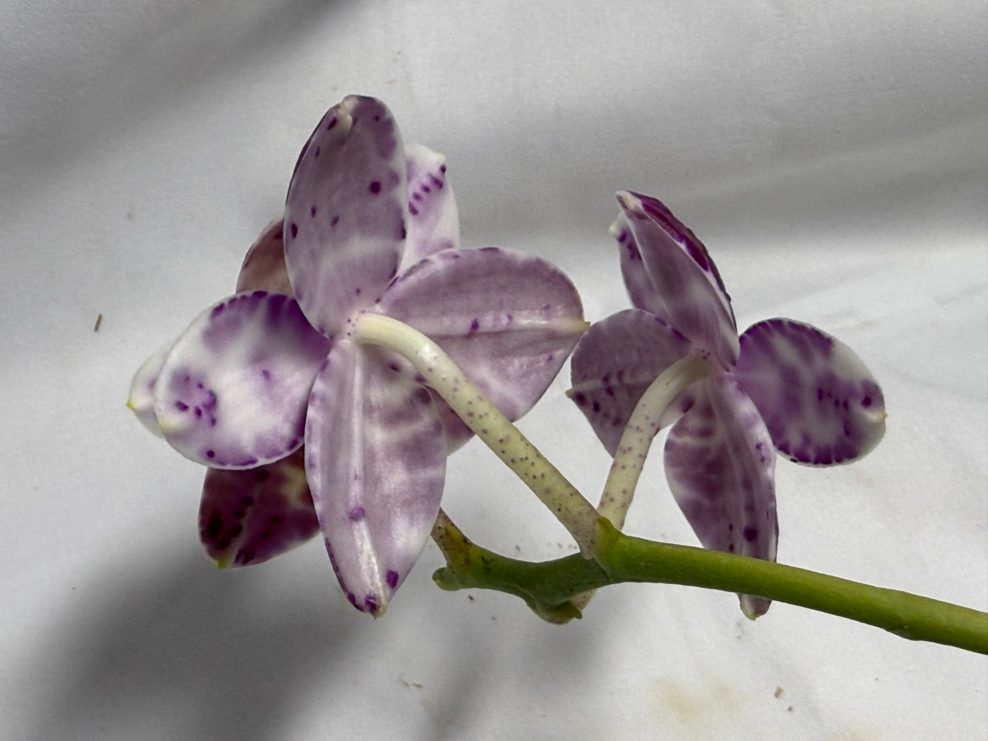 AMM298 Phalaenopsis Mituo Silver Lining x Mituo Purple Dragon 260611 Flowering Seed Grown