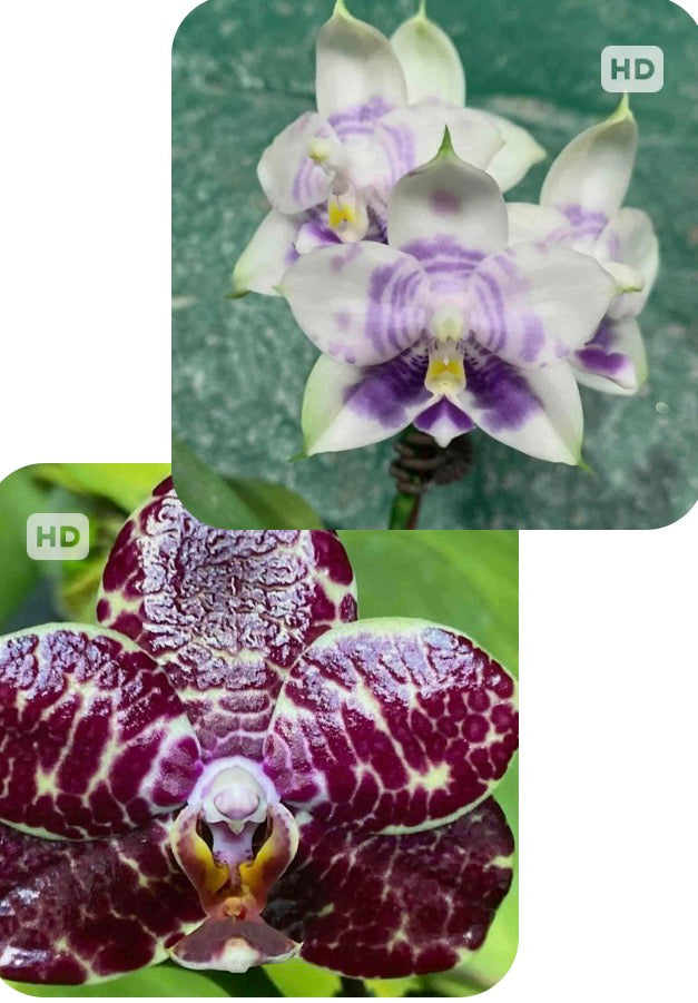 Phalaenopsis Mituo Silver Lining 'Blastoise' x Mituo Purple Dragon 'Blue White'