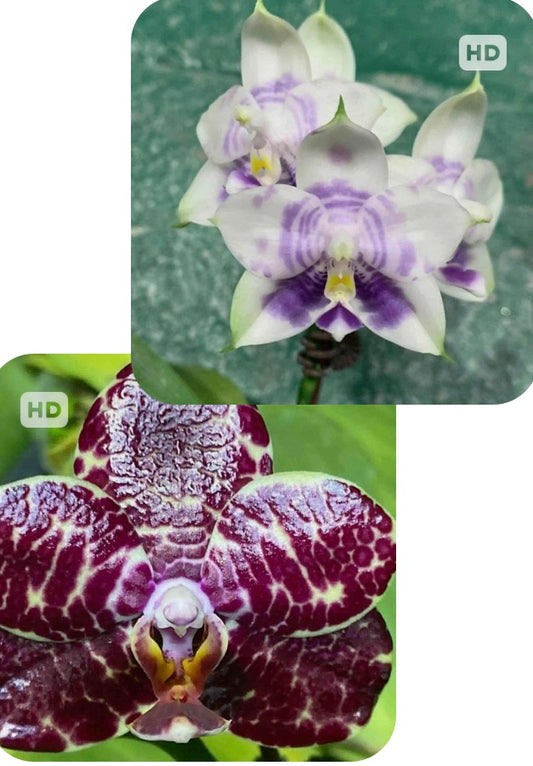 Phalaenopsis Mituo Silver Lining 'Blastoise' x Mituo Purple Dragon 'Blue White'