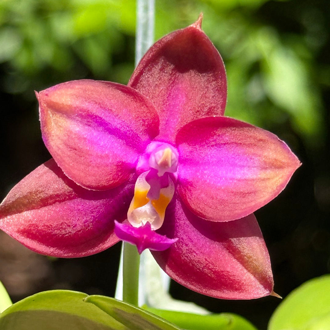 A close-up of a pinkish-purple orchid flower with a small yellow and white center, surrounded by green leaves and a blurred natural background.