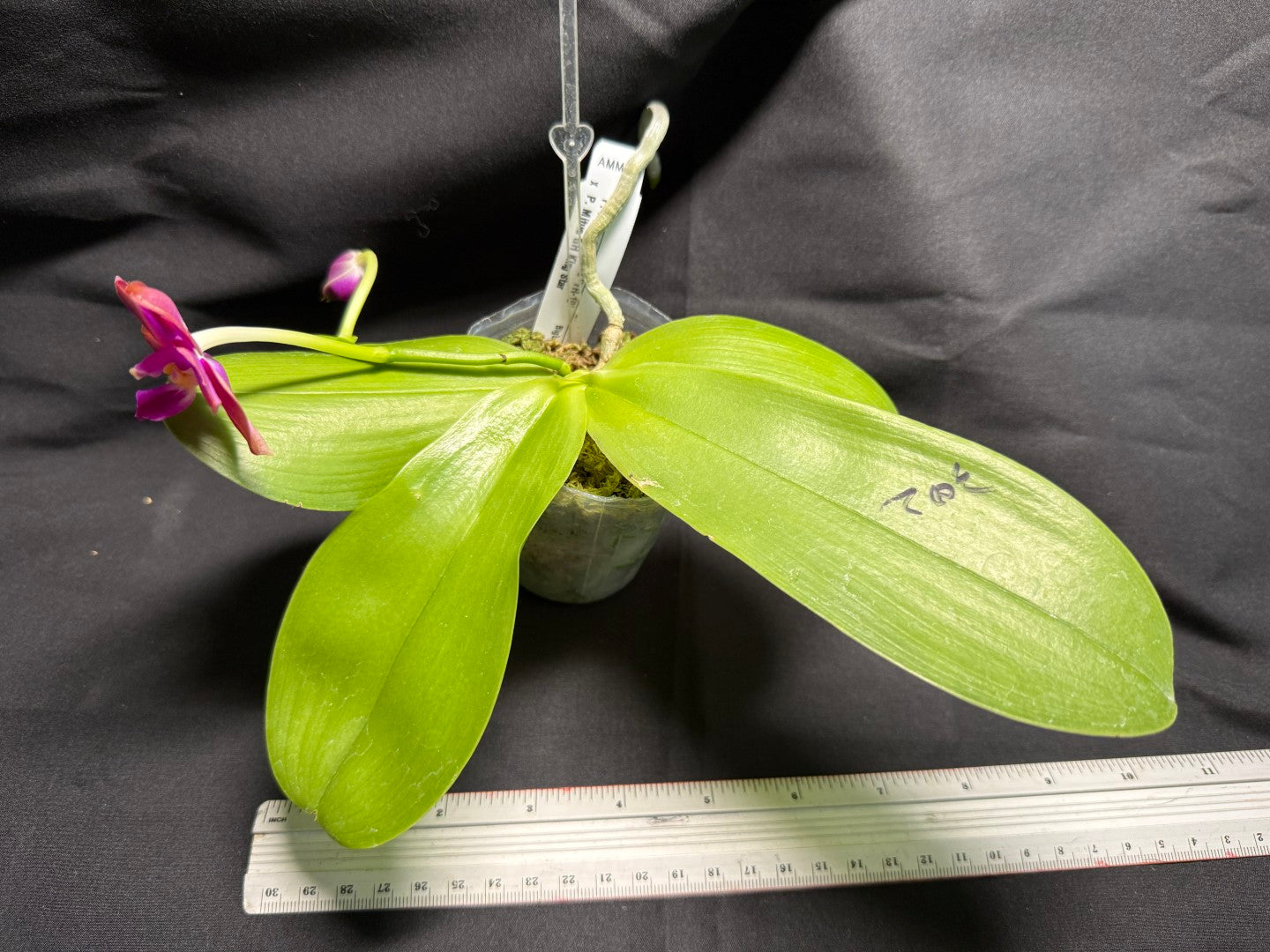 AMM302-1 Phalaenopsis (Mituo Princess X Mituo GH King Star) (seed grown) 260713 Flowering