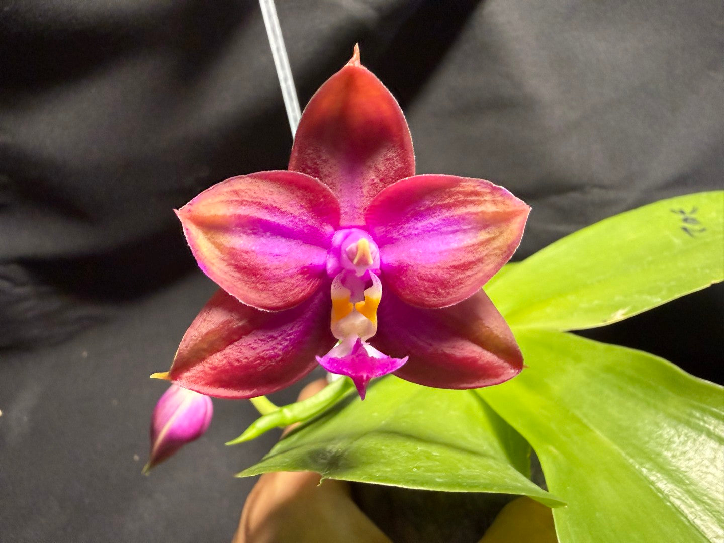 AMM302-1 Phalaenopsis (Mituo Princess X Mituo GH King Star) (seed grown) 260713 Flowering