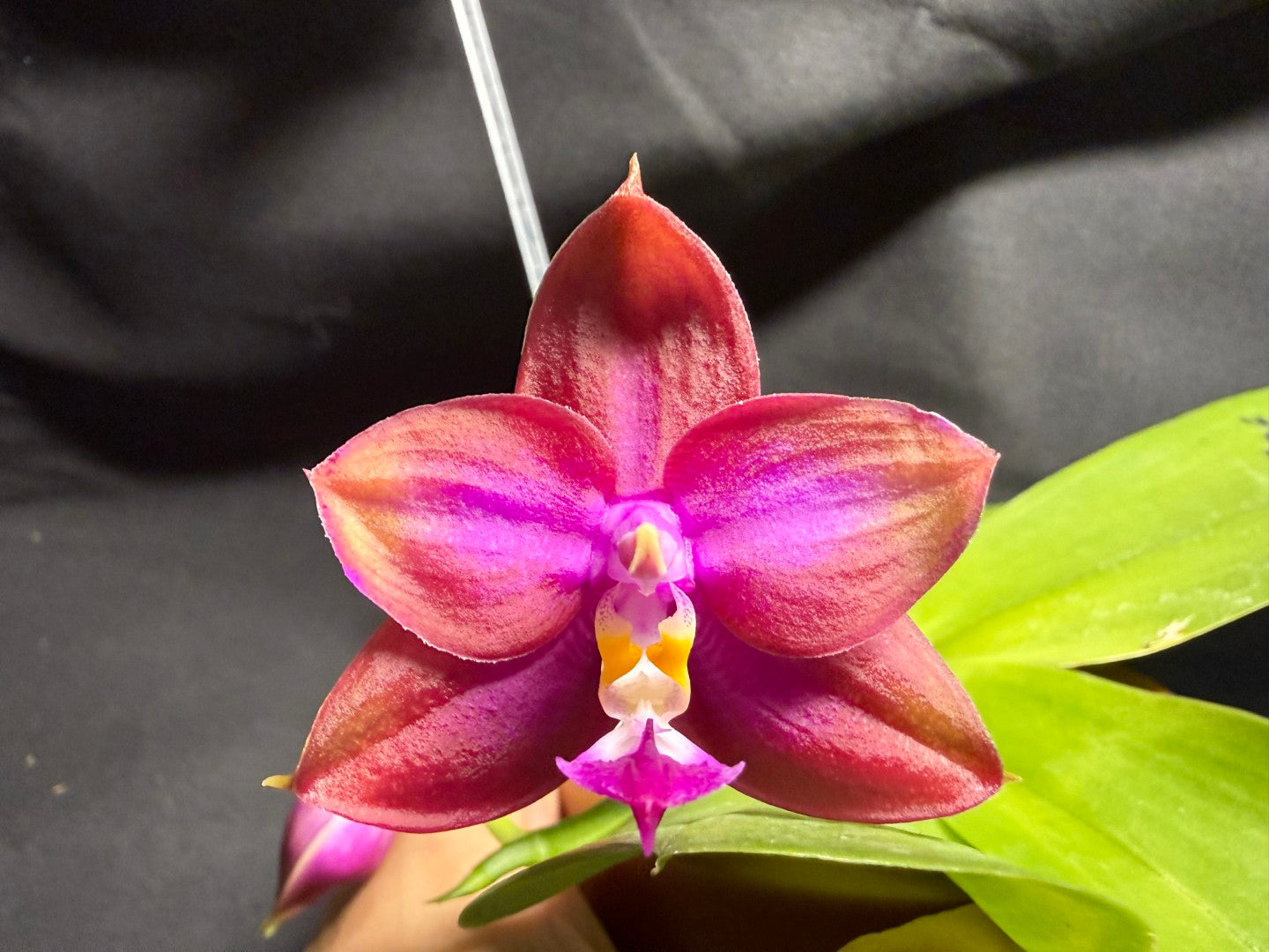 AMM302-1 Phalaenopsis (Mituo Princess X Mituo GH King Star) (seed grown) 260713 Flowering