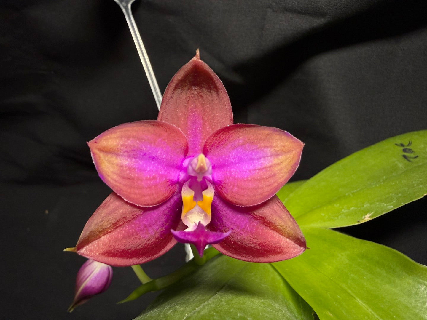 AMM302-1 Phalaenopsis (Mituo Princess X Mituo GH King Star) (seed grown) 260713 Flowering