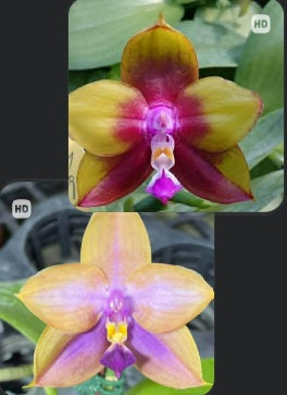 AMM302 - Phalaenopsis (Mituo Princess 'YR-10' X Mituo GH King Star) (seed grown)