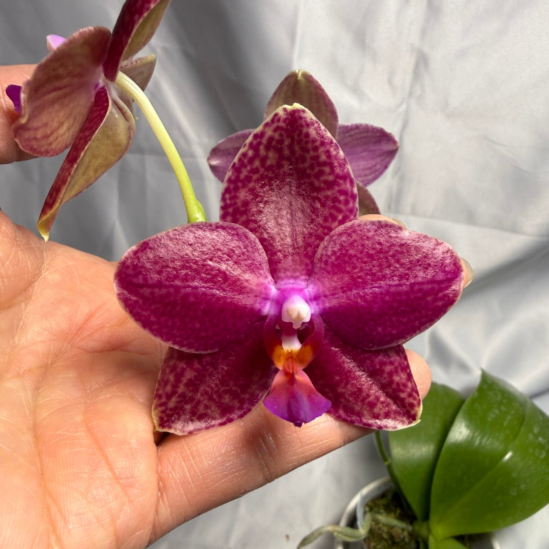 Phalaenopsis Mituo Bentley 260310 Flowering