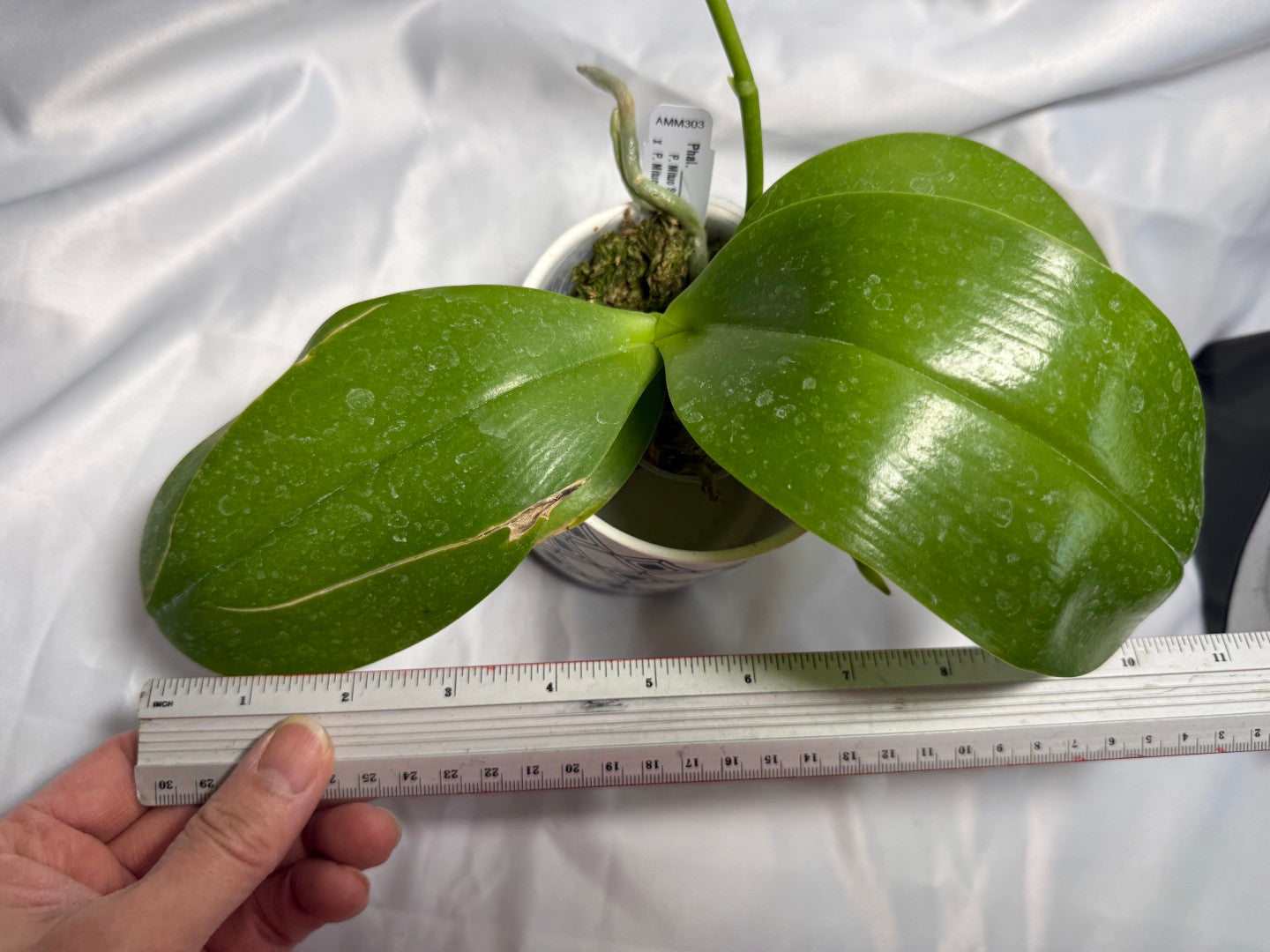 Phalaenopsis Mituo Bentley 260310 Flowering