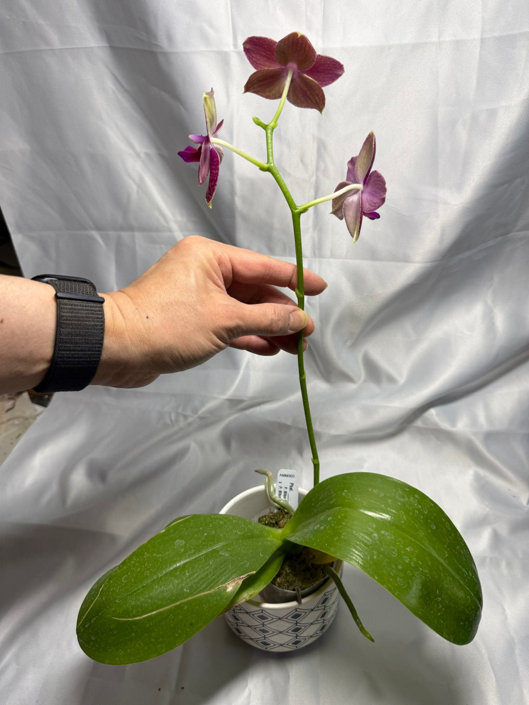 Phalaenopsis Mituo Bentley 260310 Flowering