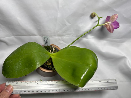 Phalaenopsis Mituo Bentley (Seed Grown) 260404 Flowering