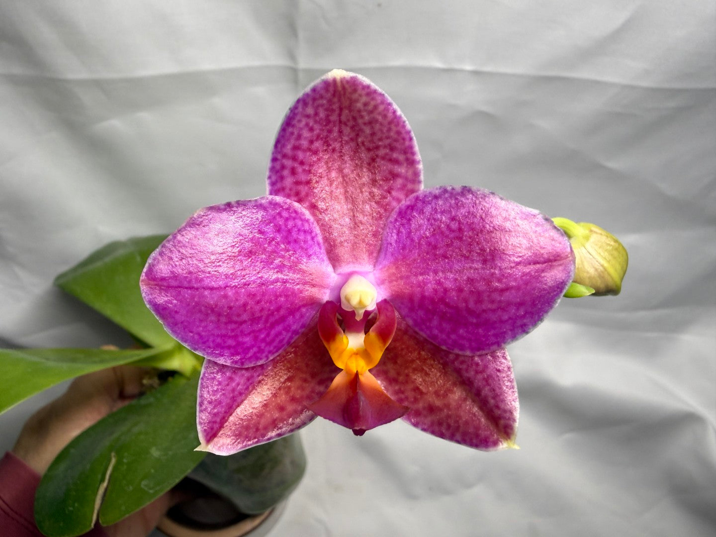 Phalaenopsis Mituo Bentley (Seed Grown) 260404 Flowering