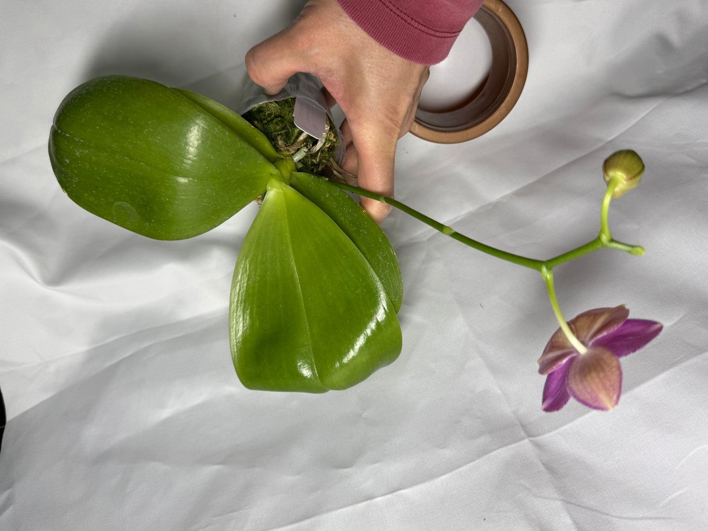 Phalaenopsis Mituo Bentley (Seed Grown) 260404 Flowering