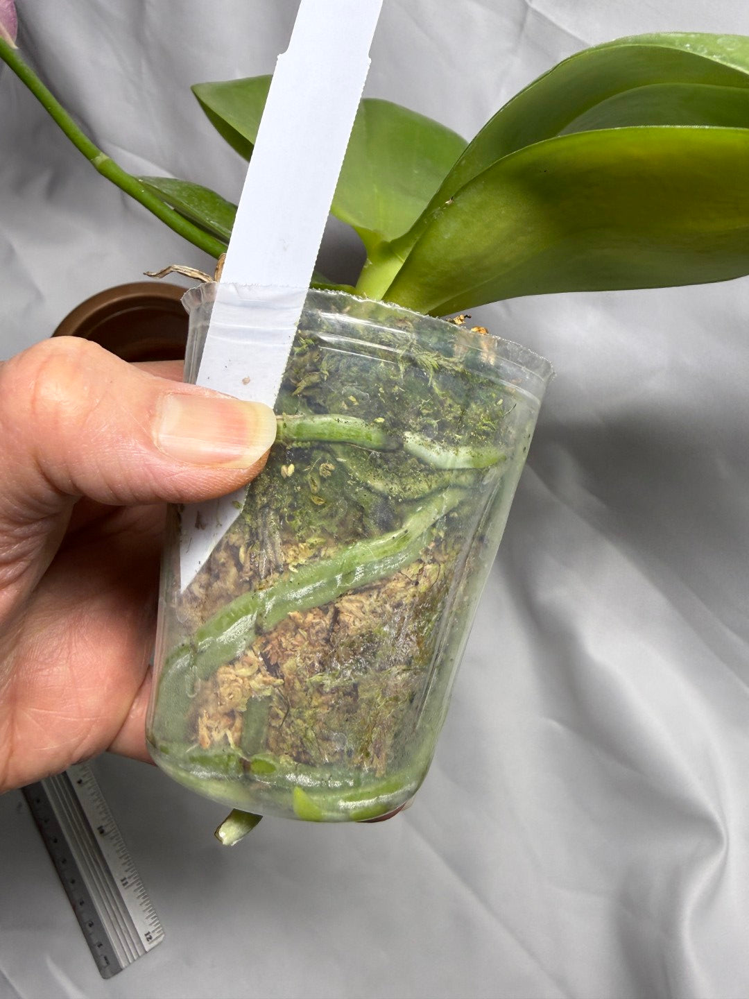 Phalaenopsis Mituo Bentley (Seed Grown) 260404 Flowering