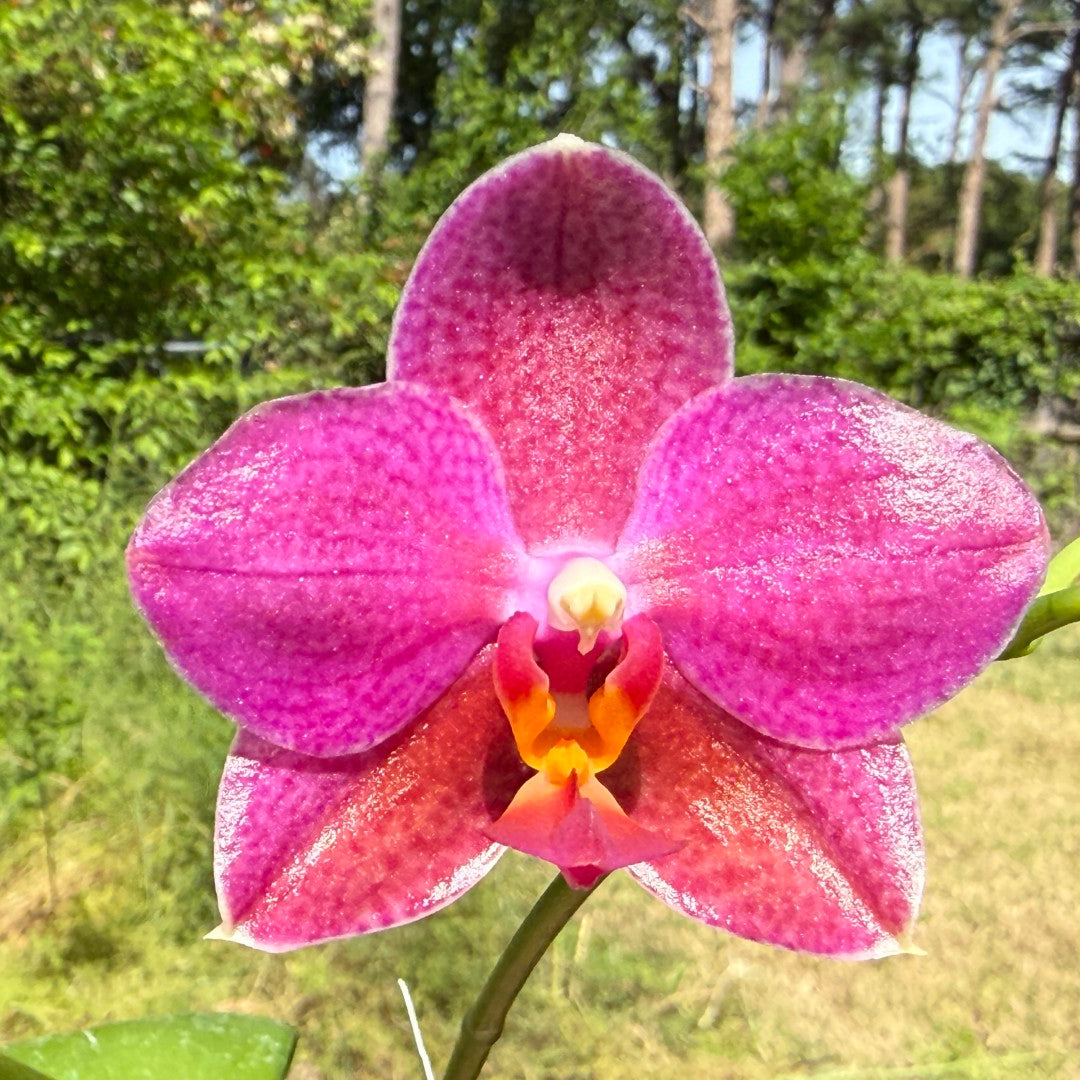 Phalaenopsis Mituo Bentley (Seed Grown) 260404 Flowering