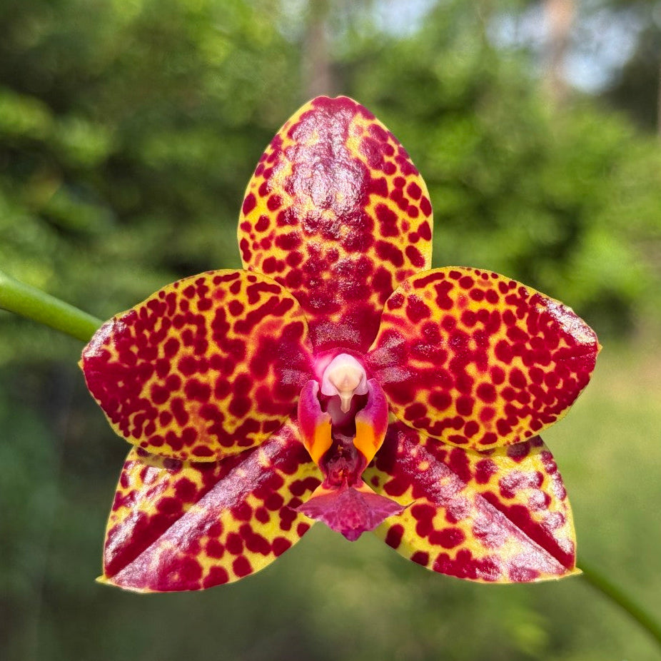 Phalaenopsis Mituo Bentley (Seed Grown) 260426 Flowering