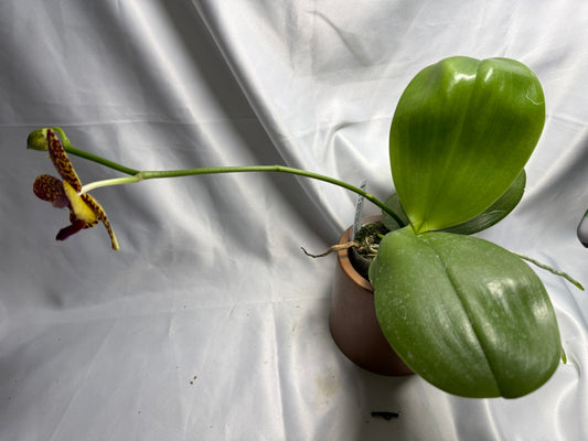 Phalaenopsis Mituo Bentley (Seed Grown) 260426 Flowering
