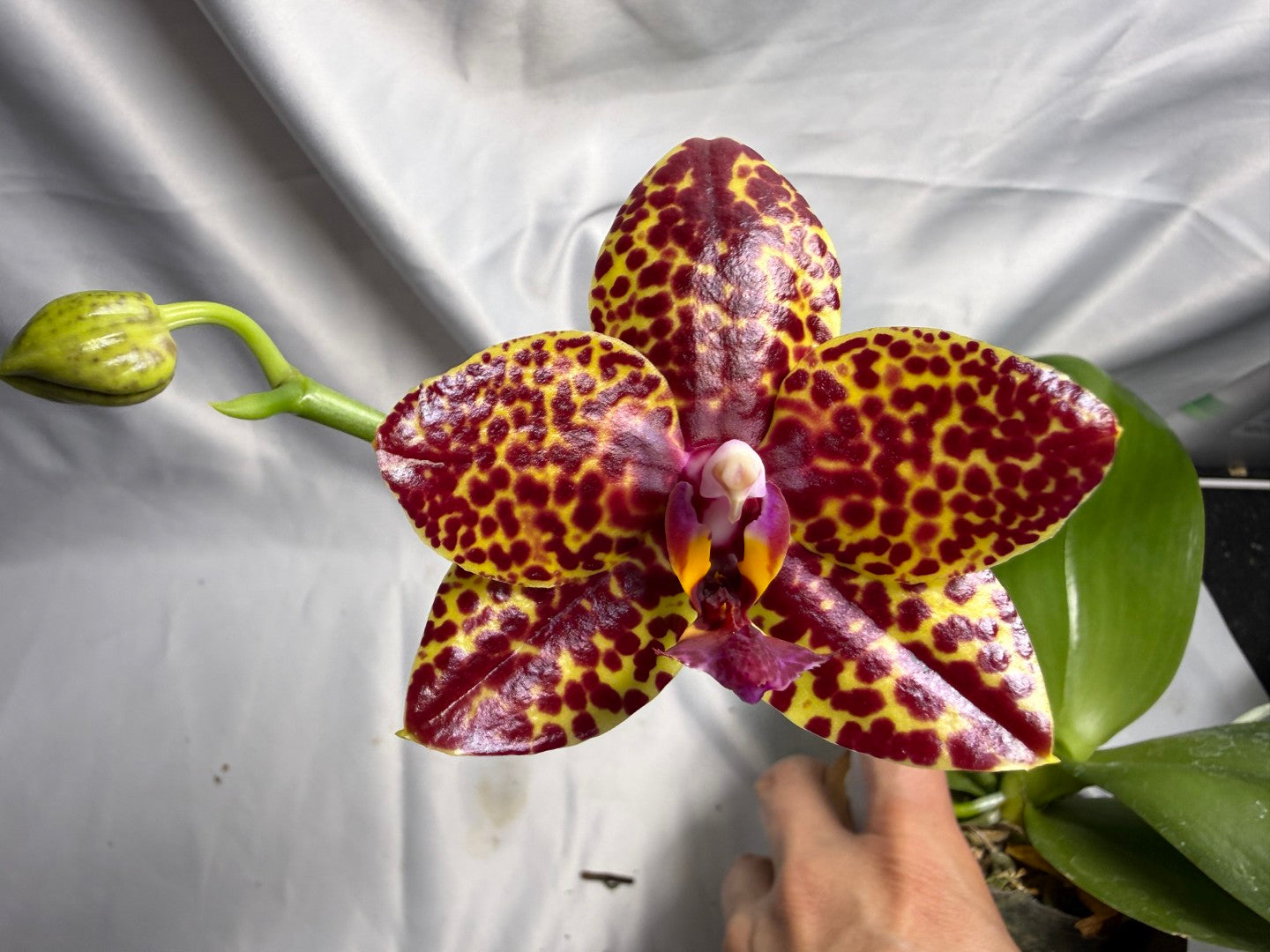 Phalaenopsis Mituo Bentley (Seed Grown) 260426 Flowering