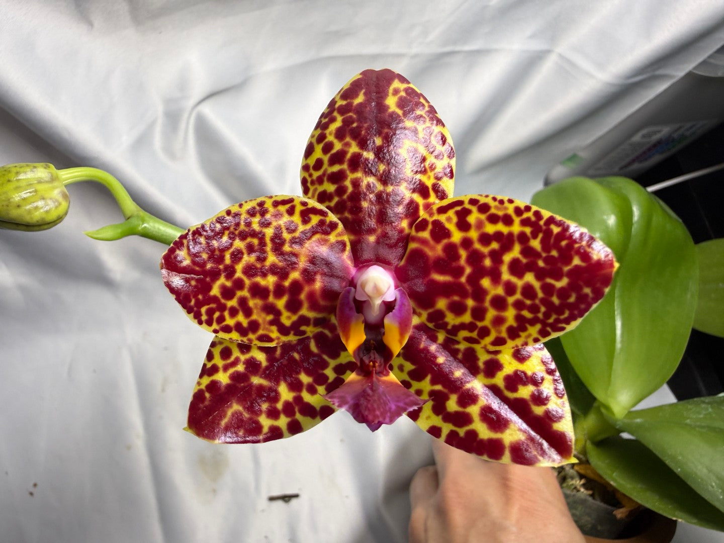 Phalaenopsis Mituo Bentley (Seed Grown) 260426 Flowering