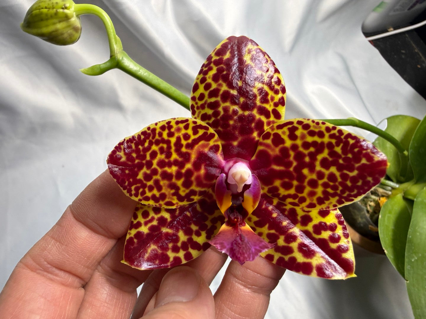 Phalaenopsis Mituo Bentley (Seed Grown) 260426 Flowering