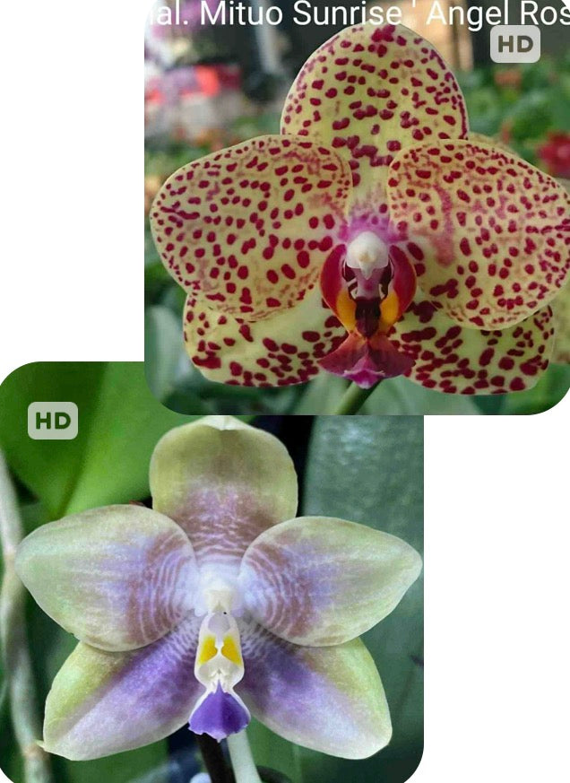 Phalaenopsis  Mituo Sunrise 'Angel Rose' x Mituo 24 Solar Terms