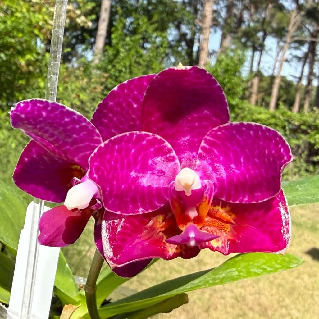 Phalaenopsis Mituo Sun X Mituo Speciosa Dragon - Seed Grown 260404 Flowering