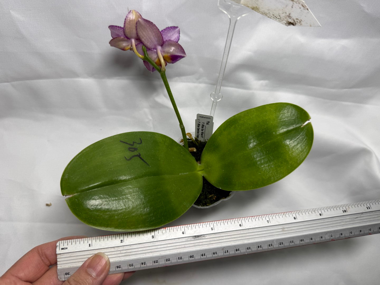 Phalaenopsis Mituo Sun X Mituo Speciosa Dragon - Seed Grown 260404 Flowering