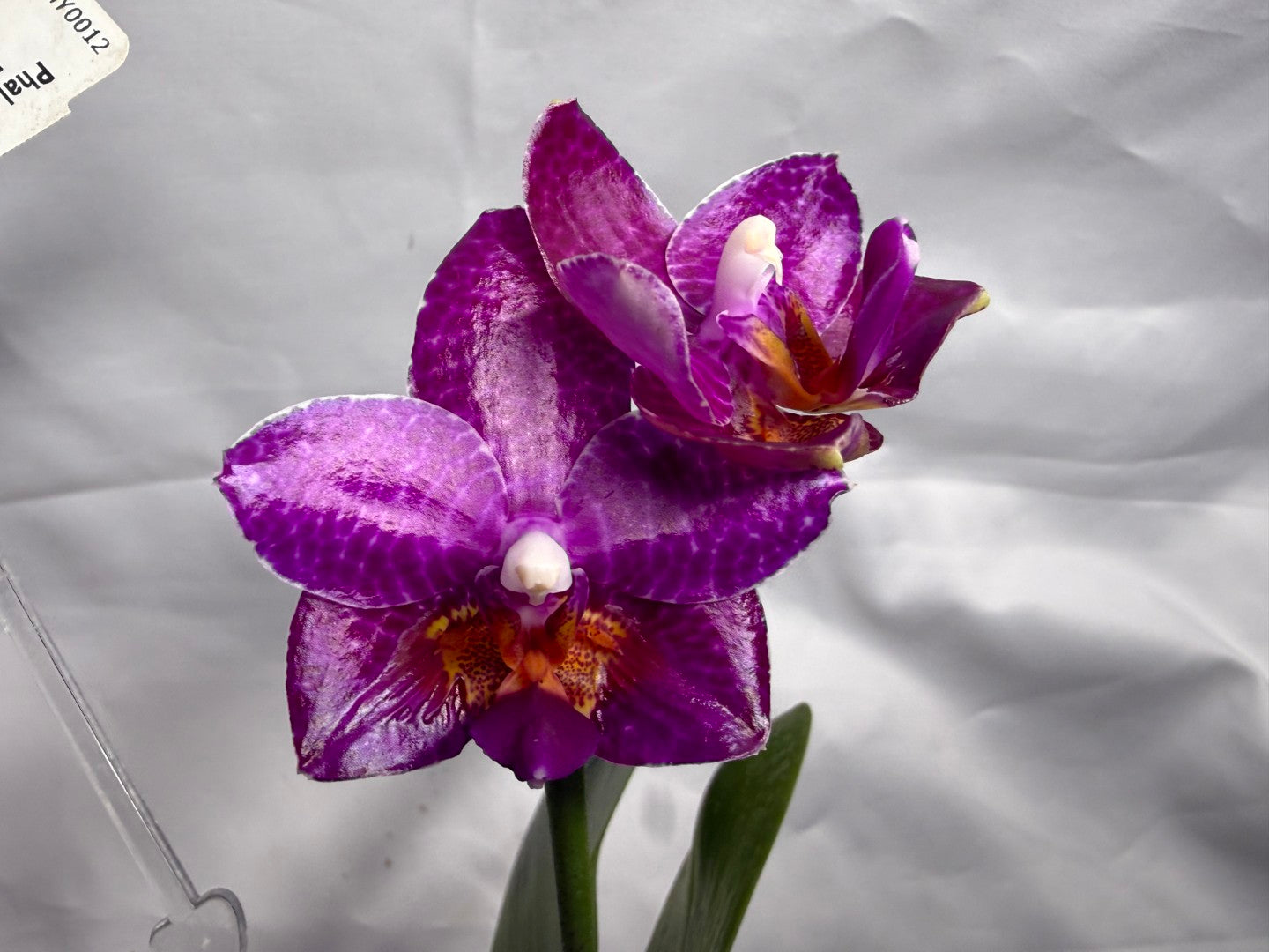 Phalaenopsis Mituo Sun X Mituo Speciosa Dragon - Seed Grown 260404 Flowering