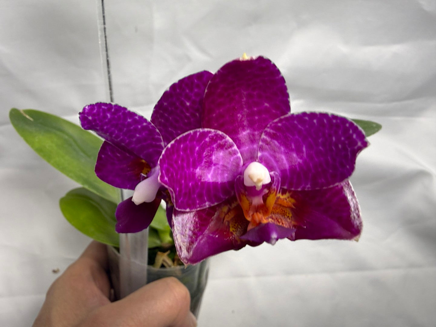 Phalaenopsis Mituo Sun X Mituo Speciosa Dragon - Seed Grown 260404 Flowering