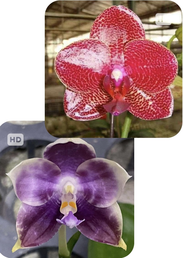 Phalaenopsis Mituo Sun ‘Mituo #1' X Mituo Speciosa Dragon - Seed Grown