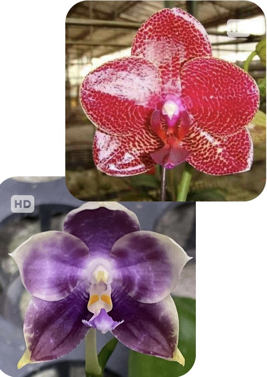 Phalaenopsis Mituo Sun ‘Mituo #1' X Mituo Speciosa Dragon - Seed Grown