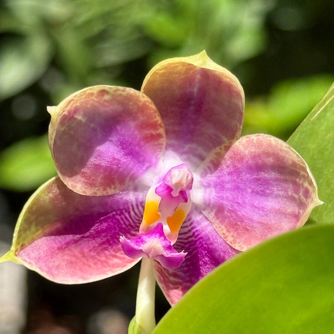 A close-up of a purple and magenta orchid flower with a yellow center, surrounded by green leaves and a blurred natural background.